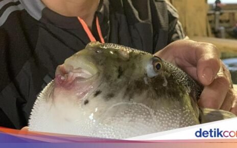 10 Hewan Aneh yang Populer Jadi Makanan Enak di Berbagai Negara