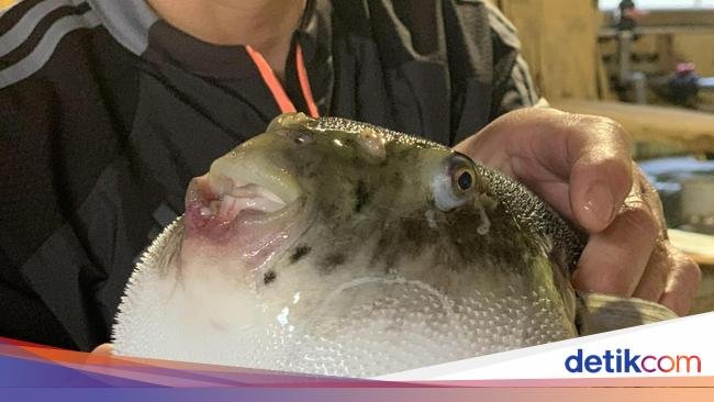 10 Hewan Aneh yang Populer Jadi Makanan Enak di Berbagai Negara