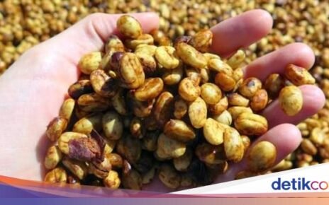 5 Fakta Kopi 'Honey Process' yang Pengaruhi Profil Rasa Manis Alami