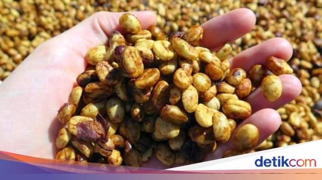 5 Fakta Kopi 'Honey Process' yang Pengaruhi Profil Rasa Manis Alami