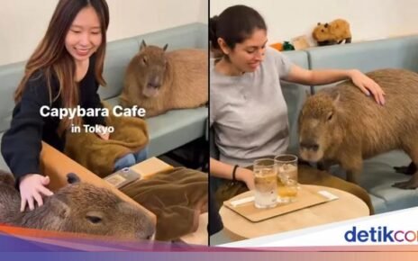 Seru! Di Kafe Ini Bisa Ngopi Sambil Main Bareng Capybara