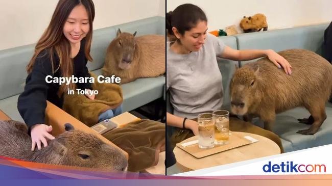 Seru! Di Kafe Ini Bisa Ngopi Sambil Main Bareng Capybara