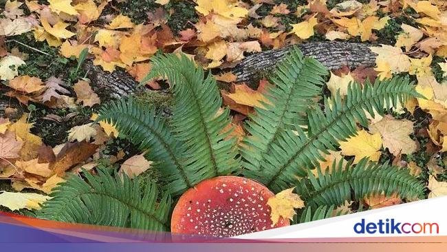Keren! 10 Jamur yang Bentuknya Cantik hingga Menyeramkan