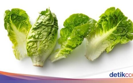 Ngeri! Gegara Selada Terkontaminasi Bakteri, Puluhan Orang Jatuh Sakit