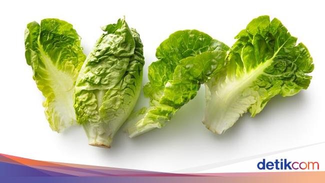 Ngeri! Gegara Selada Terkontaminasi Bakteri, Puluhan Orang Jatuh Sakit