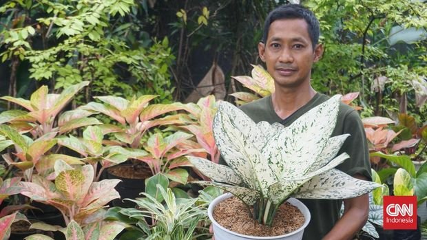 Surono, pedagang tanaman hias di Taman Anggrek Ragunan, Jakarta Selatan, Kamis (17/4).