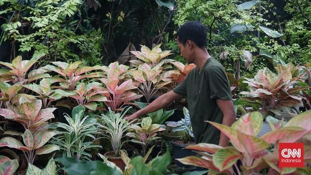 Surono, pedagang tanaman hias di Taman Anggrek Ragunan, Jakarta Selatan, Kamis (17/4).