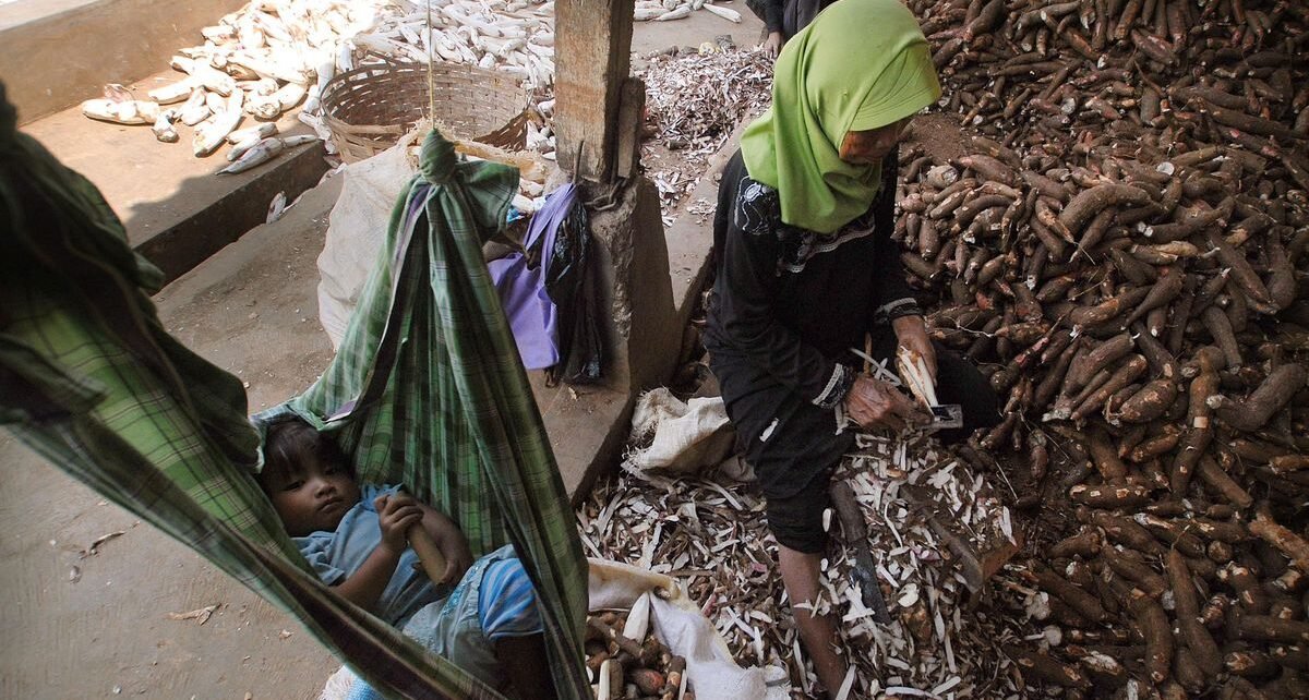 Harga Dasar Singkong Ditetapkan, 49 Pabrik di Lampung Langsung Patuhi