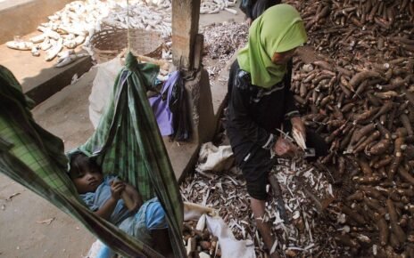 Harga Dasar Singkong Ditetapkan, 49 Pabrik di Lampung Langsung Patuhi