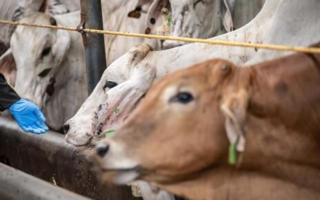 RI Tambah Impor 184 Ribu Sapi Bakalan, Tapi Kurangi Daging Beku