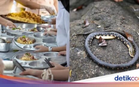 Ada Bangkai Ular di Bekal Anak Sekolah India yang Sebabkan Keracunan