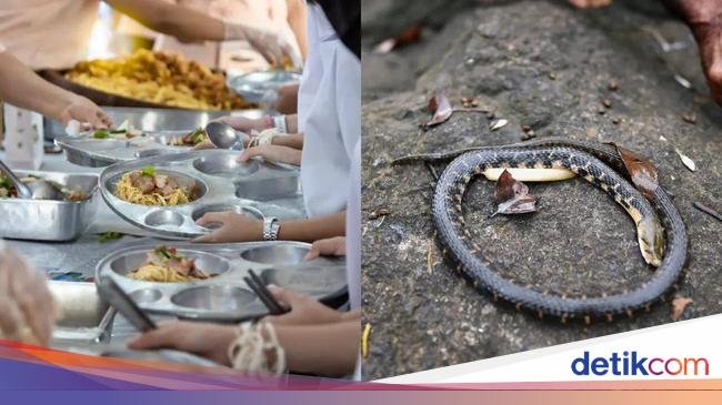 Ada Bangkai Ular di Bekal Anak Sekolah India yang Sebabkan Keracunan