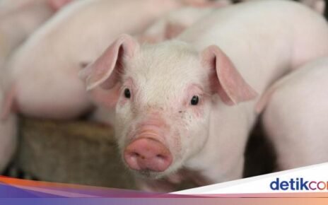 Makan Babi Haram Bagi Muslim, Apakah Pegang Dagingnya Juga Haram?