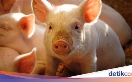 5 Hal yang Terjadi pada Tubuh Jika Makan Daging Babi Setiap Hari