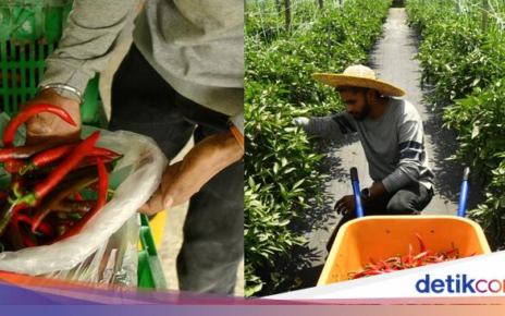 Jadi Petani Cabai, Mantan Insinyur Raup Rp 193 Juta Tiap Musim Tanam