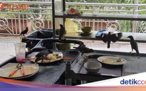 Jorok! Di Pujasera Ini Banyak Burung Gerogoti Makanan Sisa