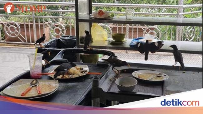 Jorok! Di Pujasera Ini Banyak Burung Gerogoti Makanan Sisa