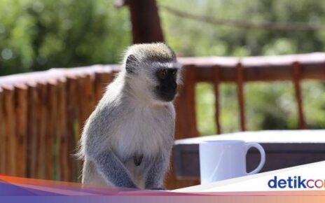5 Fakta Kopi dari Lepehan Monyet yang Karakternya Unik