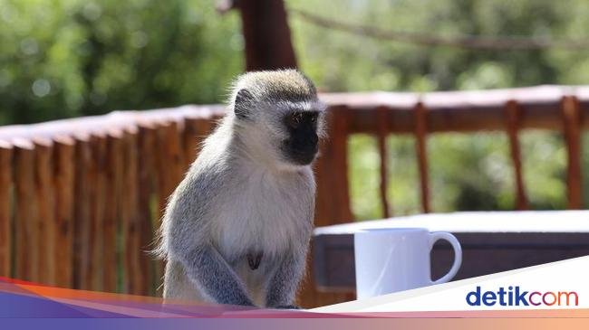 5 Fakta Kopi dari Lepehan Monyet yang Karakternya Unik
