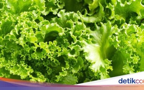 Asam Lambung Naik? Konsumsi 6 Jenis Daun Ini untuk Meredakannya
