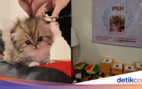 Pria Ini Adakan Aqiqah untuk Kucingnya pakai Sate Kambing