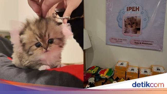Pria Ini Adakan Aqiqah untuk Kucingnya pakai Sate Kambing