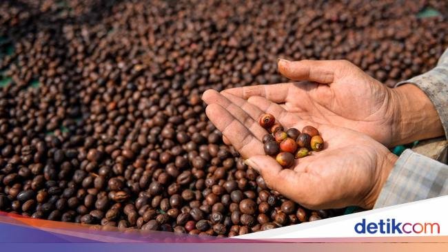 5 Biji Kopi Asal Sumatera dengan Karakternya yang Unik