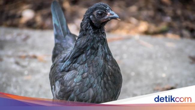 Dianggap Mistis, Harga Ayam Cemani Capai Rp 35 Juta Seekor