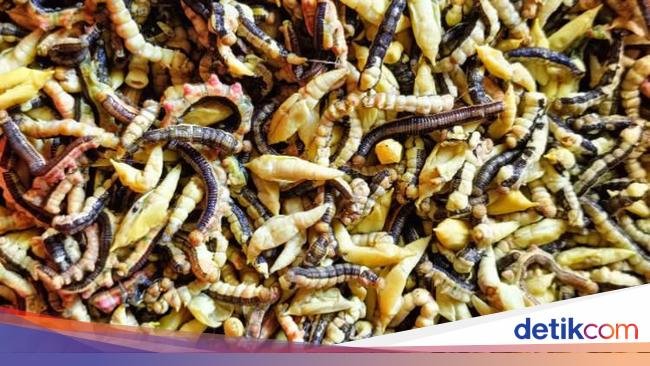 Ngeri! Masyarakat Vietnam Hobi Makan Ulat Bulu Tumis