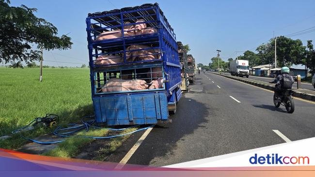 Apakah Najis Konsumsi Hasil Sawah yang Dialiri Air Bekas Cuci Babi?