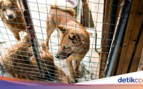 Wanita Ini Ketahuan Adopsi Anjing untuk Dimasak Jadi Makanan