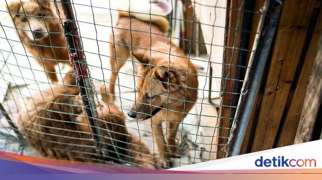 Wanita Ini Ketahuan Adopsi Anjing untuk Dimasak Jadi Makanan
