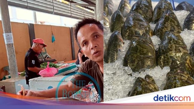 Wow! Ikan Betutu 7,2 Kg yang Kian Langka Harganya Bisa Rp 5,5 Juta