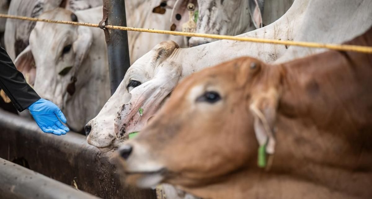 Tanpa APBN, Pemerintah Andalkan Swasta Buat Impor 250 Ribu Sapi