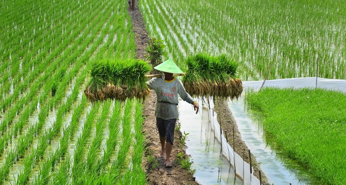 Hanya Guyana Negara yang Mampu Swasembada Pangan