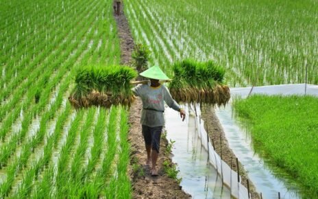 Hanya Guyana Negara yang Mampu Swasembada Pangan