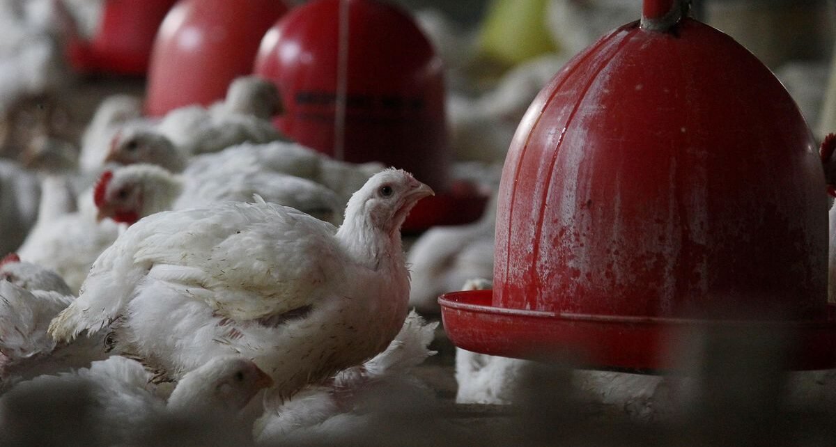 Bapanas Harap MBG Dongkrak Harga Ayam yang Sedang Anjlok
