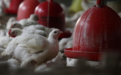 Bapanas Harap MBG Dongkrak Harga Ayam yang Sedang Anjlok