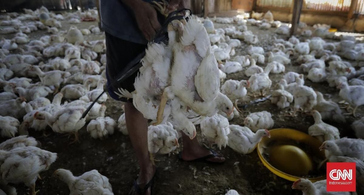 Harga Ayam Anjlok, Kementan Naikkan HPP Jadi Rp18 Ribu per Kg
