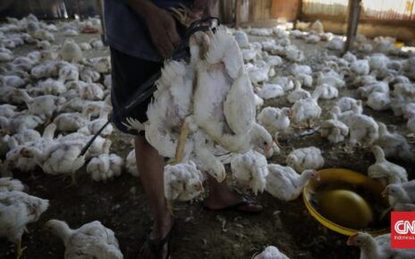Harga Ayam Anjlok, Kementan Naikkan HPP Jadi Rp18 Ribu per Kg