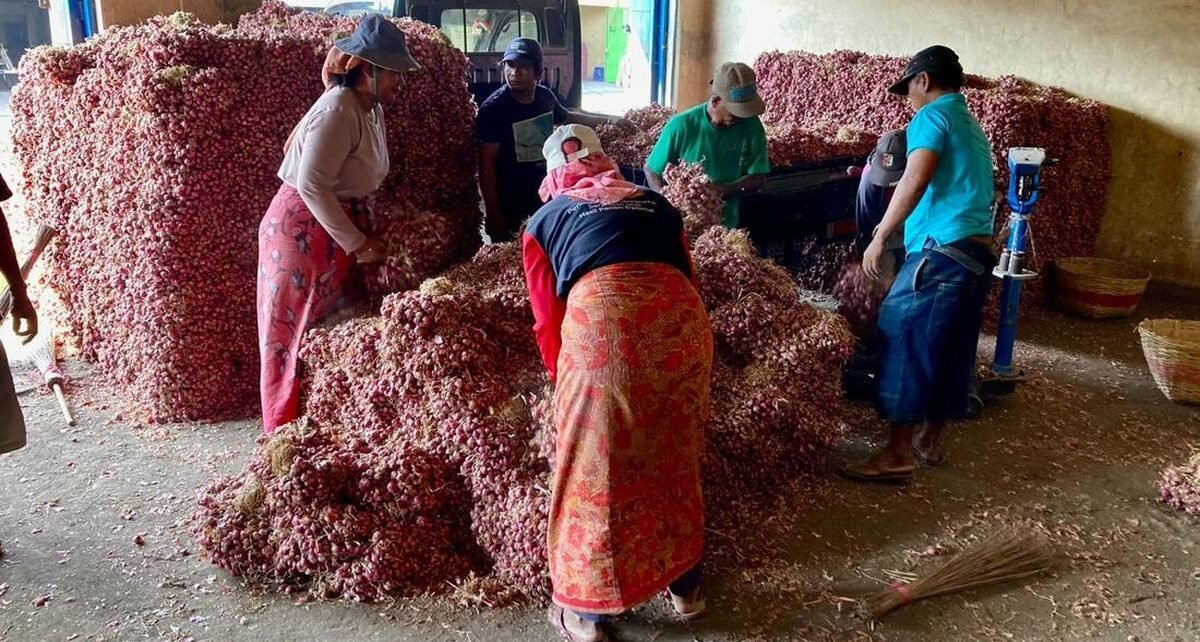 Bibit Bawang Biru Lancor yang Jaga Inflasi di Probolinggo