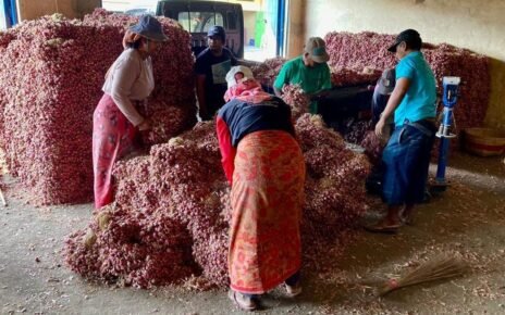 Bibit Bawang Biru Lancor yang Jaga Inflasi di Probolinggo