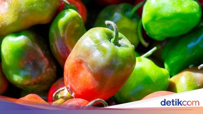 5 Fakta Cabai Gendot yang Viral Dimasak Jadi Oseng ala Teh Shanty