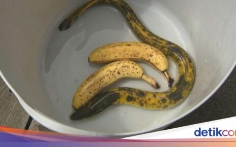 Di Jepang Muncul Belut Motif Pisang yang Langka dan Aneh