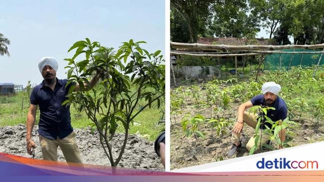 Dokter Alih Profesi Jadi Petani Mangga, Kini Raup Untung Rp 1,6 Miliar
