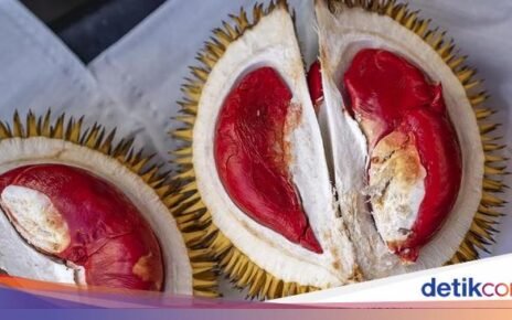 5 Fakta Durian Udang Merah Khas Malaysia yang Dagingnya Lembut