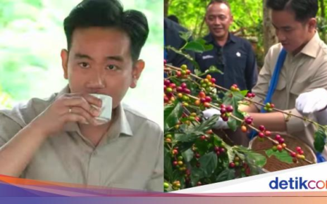 Ketika Gibran 'Nekat' Minum Kopi Ijen, Meski Punya Asam Lambung