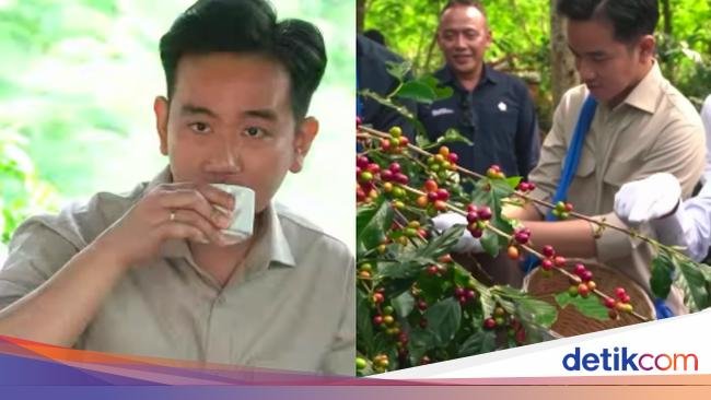Ketika Gibran 'Nekat' Minum Kopi Ijen, Meski Punya Asam Lambung