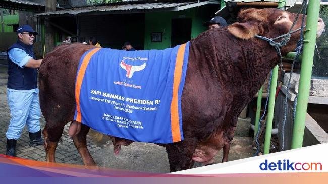 5 Sapi Kurban Presiden Prabowo, Bobotnya 800 Kg Sampai 1,3 Ton!