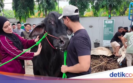 Haru! Momen Perpisahan Sonny Septian dan Fairuz dengan Sapi Kurban 1,2 Ton
